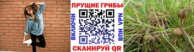 Купить  Воткинск  Псилоцибиновые грибы мухоморы 